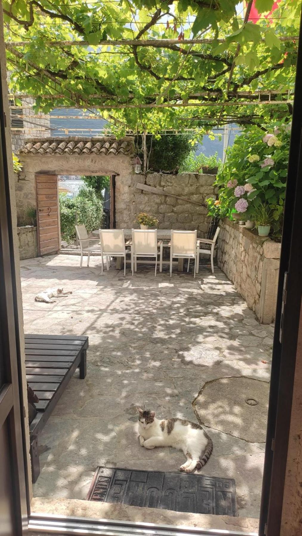 Regina Di Dobrota Apartment Kotor Exterior photo